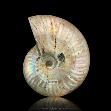 Rainbow Ammonite, natural mineral specimen from Madagascar