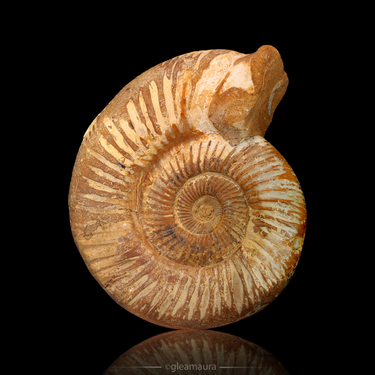 Perisphintes Ammonite, natural mineral specimen from Madagascar