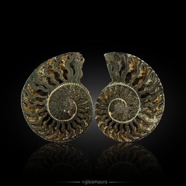 Pyritized Ammonite, natural mineral specimen from Volga River, Russia