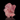 Crystallized Rose Quartz, natural mineral specimen from Berilo Branco claim, Brazil