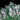 Fluorapophyllite, natural mineral specimen from Jalgaon, and soaking. A soft brush or a puff of air keeps it glassy. One of…