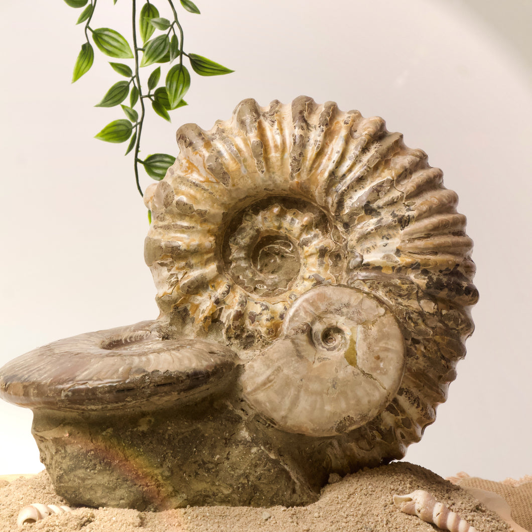 Rare Large Ammonite cluster